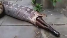 Piton Yılanı, Yediği Köpeği Tekrar Midesinden Çıkardı