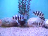 frontosa akvaryumum