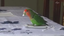 Kendine Kağıttan Kuyruk Yapan Papağan