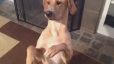 Köpekten oscarlık ölüm taklidi
