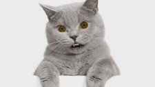 Şarkı Söyleyen Kedi
