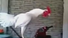 Horozun Hiç Durmadan Ötüşü