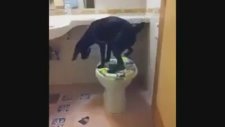Akıllı köpek