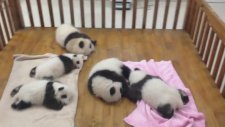 Uyuyan bebek pandalar