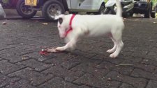 Köpeğin Yengeç İle Oyunu