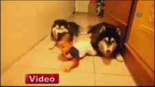 Bebeğe Emeklemeyi Öğreten Köpekler