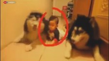 Bebeğe Emeklemeyi Öğreten Köpekler
