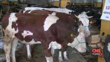 Kurban Kesimiyle İlgili Yeni Uygulamalar