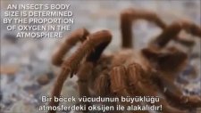 5 saniyeliğine oksijen olmasa ne olur