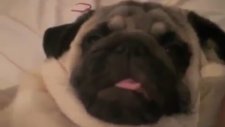 Komik Horlayan Köpek