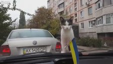Meraklı Kedinin Sonu