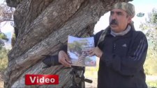 Burgulu armut ağacı görenleri şaşırtıyor