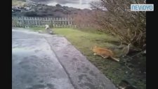 Böyle dost düşman başına