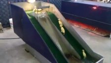 Yavru Ördeklerin Su Kaydırağı Keyfi