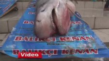 Marmara Denizi’nde 1 tonluk köpek balığı yakalandı