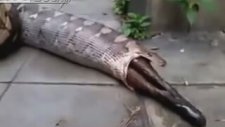 Piton Yılanı, Yediği Köpeği Tekrar Midesinden Çıkardı