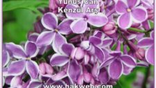 Kenzül Arş