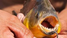 Pirana Balığının Diş Keskinliği Testi