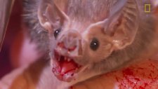 Vampir Yarasa