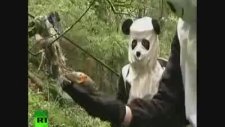 Yavru Panda İçin Panda Kılığına Girdiler