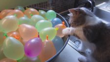 Kedinin Su Dolu Balonlarla İmtihanı