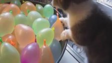 Kedinin su dolu balonlarla oyunu