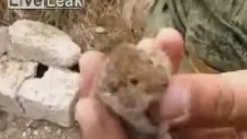 Canlı Canlı Fare Yiyen Asker