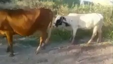 Başlamadan biten ilişki