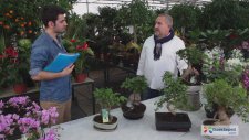 ÇiçekSepeti - Bonsai Bakımı Nasıl Yapılır?