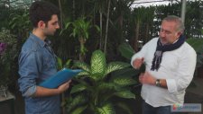 ÇiçekSepeti - Dieffenbachia Bakımı Nasıl Yapılır?