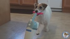 Evin Her İşini Gören Köpek