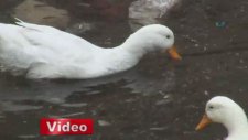 Balıklarla ördeklerin ekmek yarışı