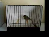 gloster canary | turkey
