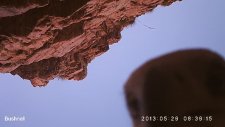 Eagle Steals Camera Near Crocodile Meat Trap