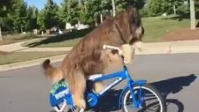 Bisiklet Süren Yetenekli Köpek