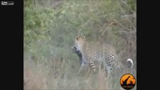 Leopar Avını Havada Yakaladı