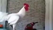 2013 Yılında En Çok İzlenen Komik Hayvanlar