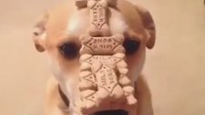 Köpek Eğitiminde Gelinen Son Nokta