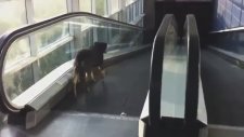 Yürüyen Yol İşini Çözemeyen Köpek