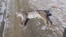 1 Ayda İkinci Vaşak Katliamı