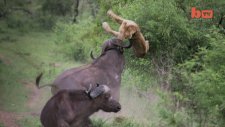 Aslanı Boynuzlarıyla Uçuran Buffalo