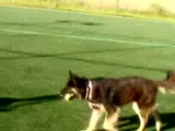 akıllı köpek 2