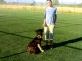 akıllı köpek