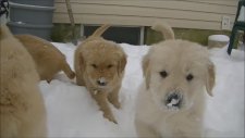 Kar içerisinde sevimli golden retriever yavruları