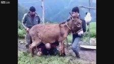 Beş Eşek Bir Sıpa