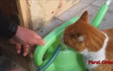 Buda Benim Sarı Kızım