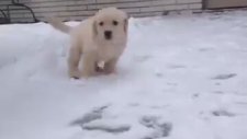 İlk Kez Kar Gören Yavru Köpek