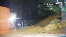 Blue Zaire Moba Koloni
