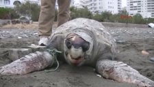 Caretta Caretta'ya Parke Taşı Bağlayıp Boğdular