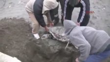 Caretta Caretta'ya Parke Taşı Bağlayıp Boğmak